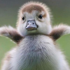 Meet your Posher, Rene